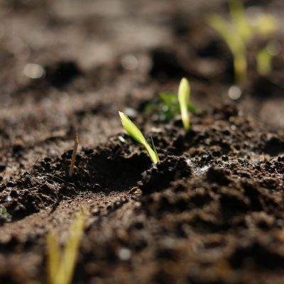 Earth Element Bracelet