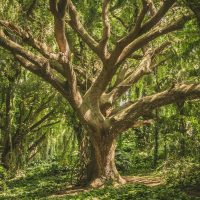 Wood Element Bracelet